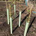 Stewardship Hedging with Easywraps and Canes