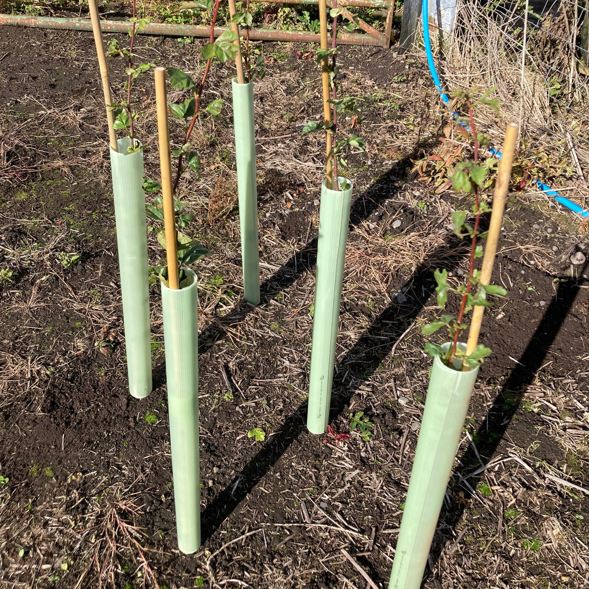 Stewardship Hedging with Easywraps and Canes