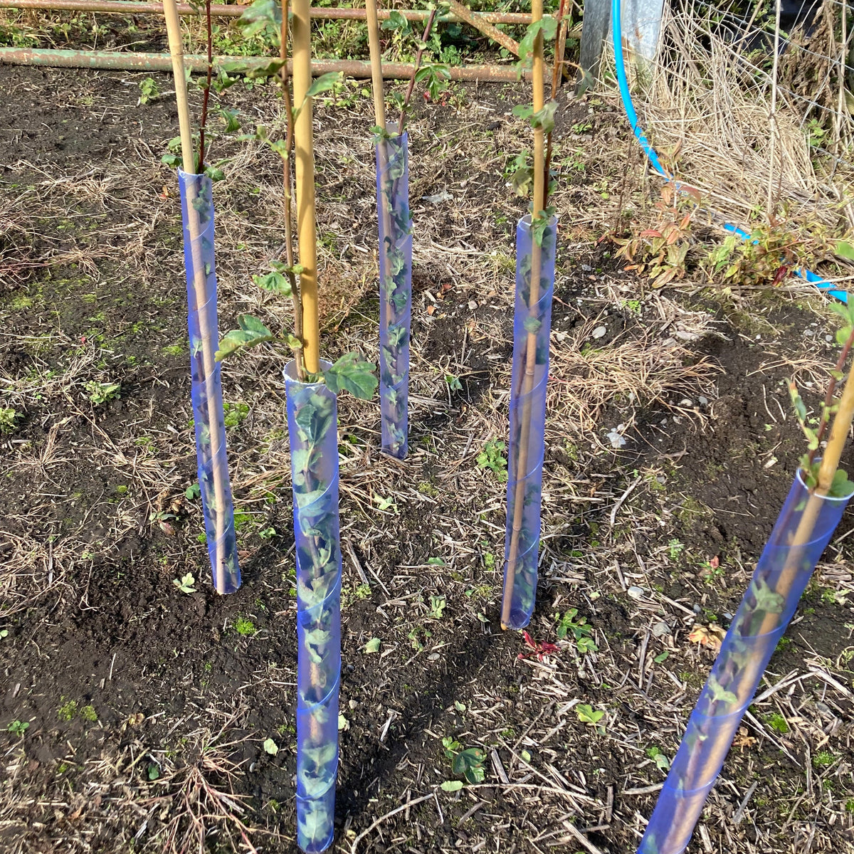 Stewardship Hedging with Spiral Guards and Canes