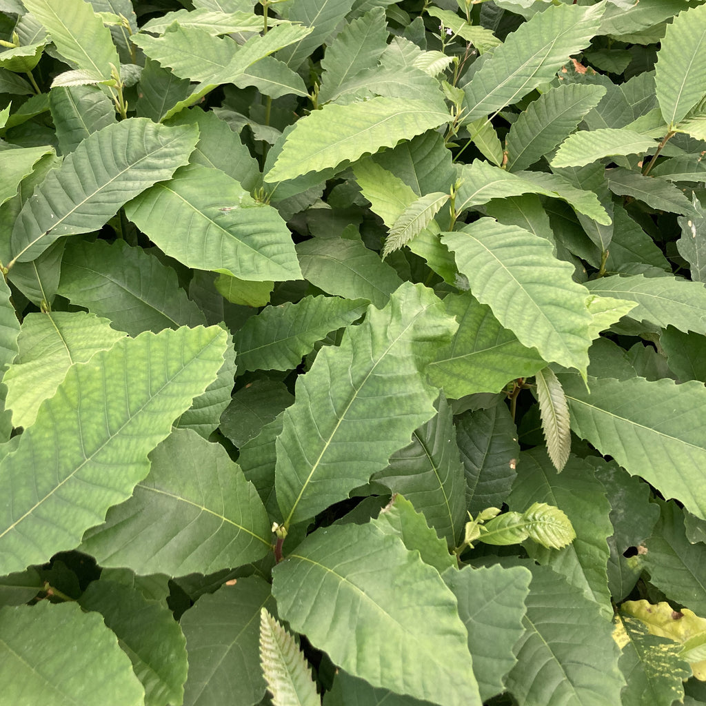 Sweet Chestnut (castanea sativa)