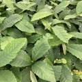 Sweet Chestnut (castanea sativa)