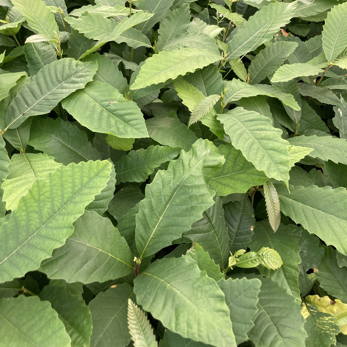 Sweet Chestnut (castanea sativa)