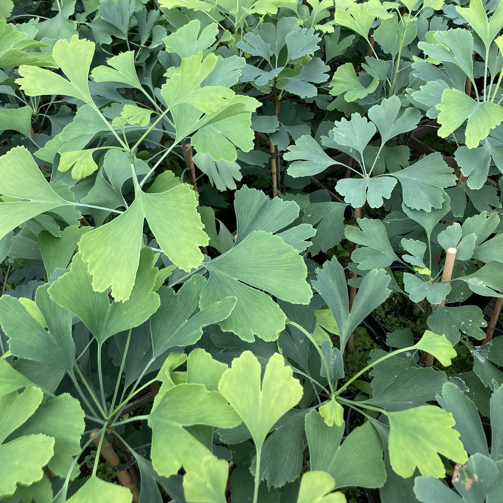 Ginkgo / Maidenhair Tree (ginkgo biloba)