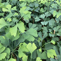 Ginkgo / Maidenhair Tree (ginkgo biloba)