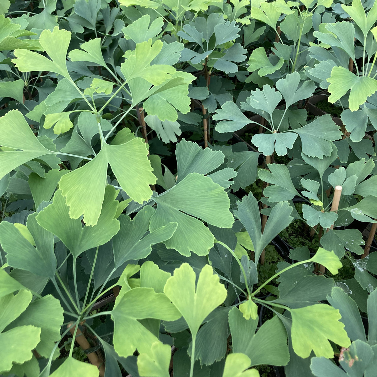 Ginkgo / Maidenhair Tree (ginkgo biloba)