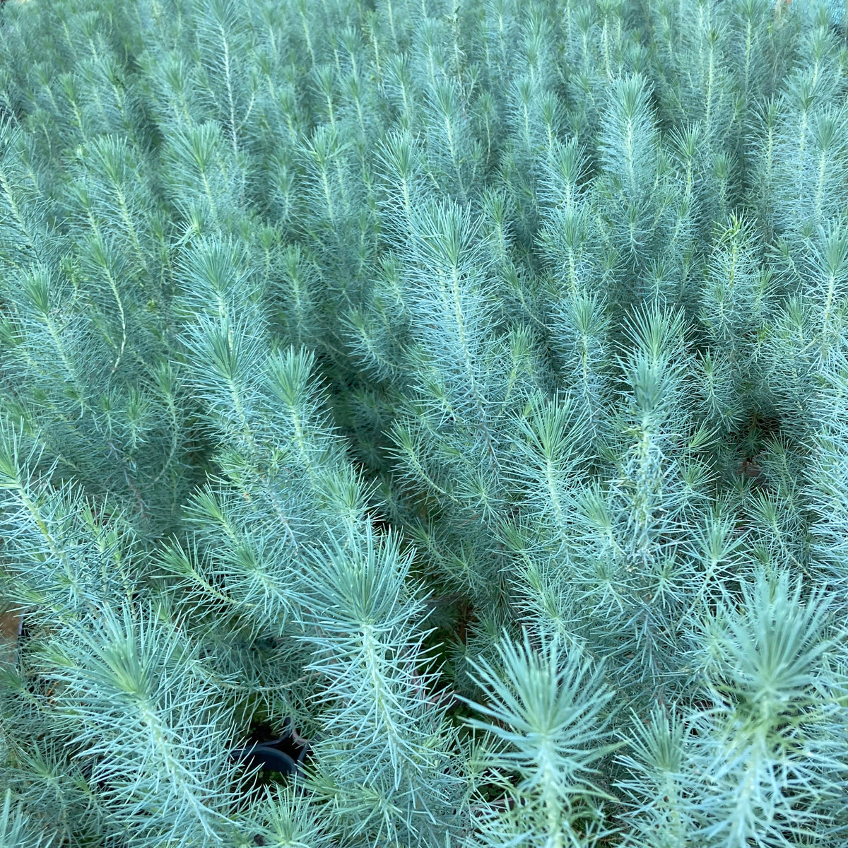 Stone Pine (pinus pinea)