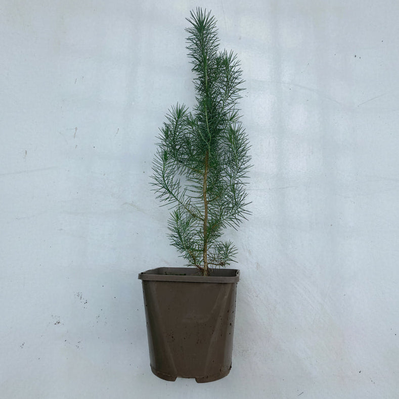 Stone Pine (pinus pinea)