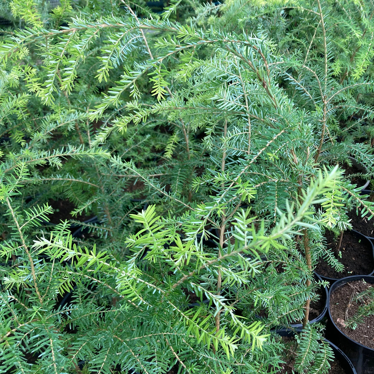 Western Hemlock (tsuga heterophylla)