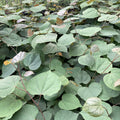 Giant Redbud (cercis gigantea)
