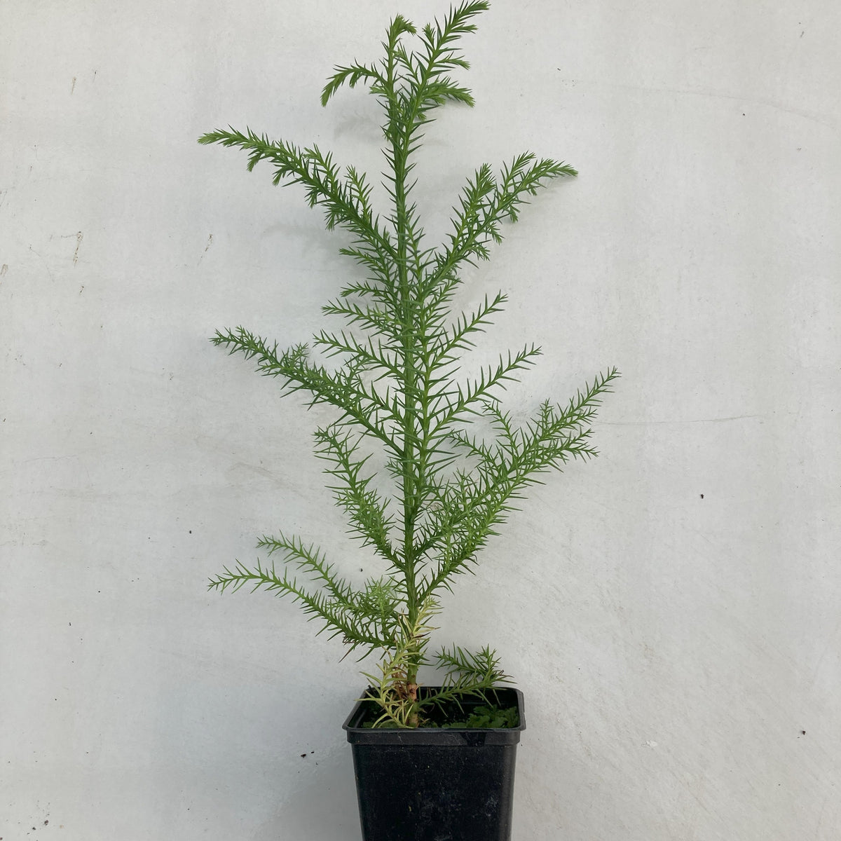 Japanese Cedar (cryptomeria japonica)