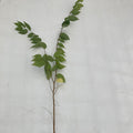 Japanese Grey Bark Elm (zelkova serrata)