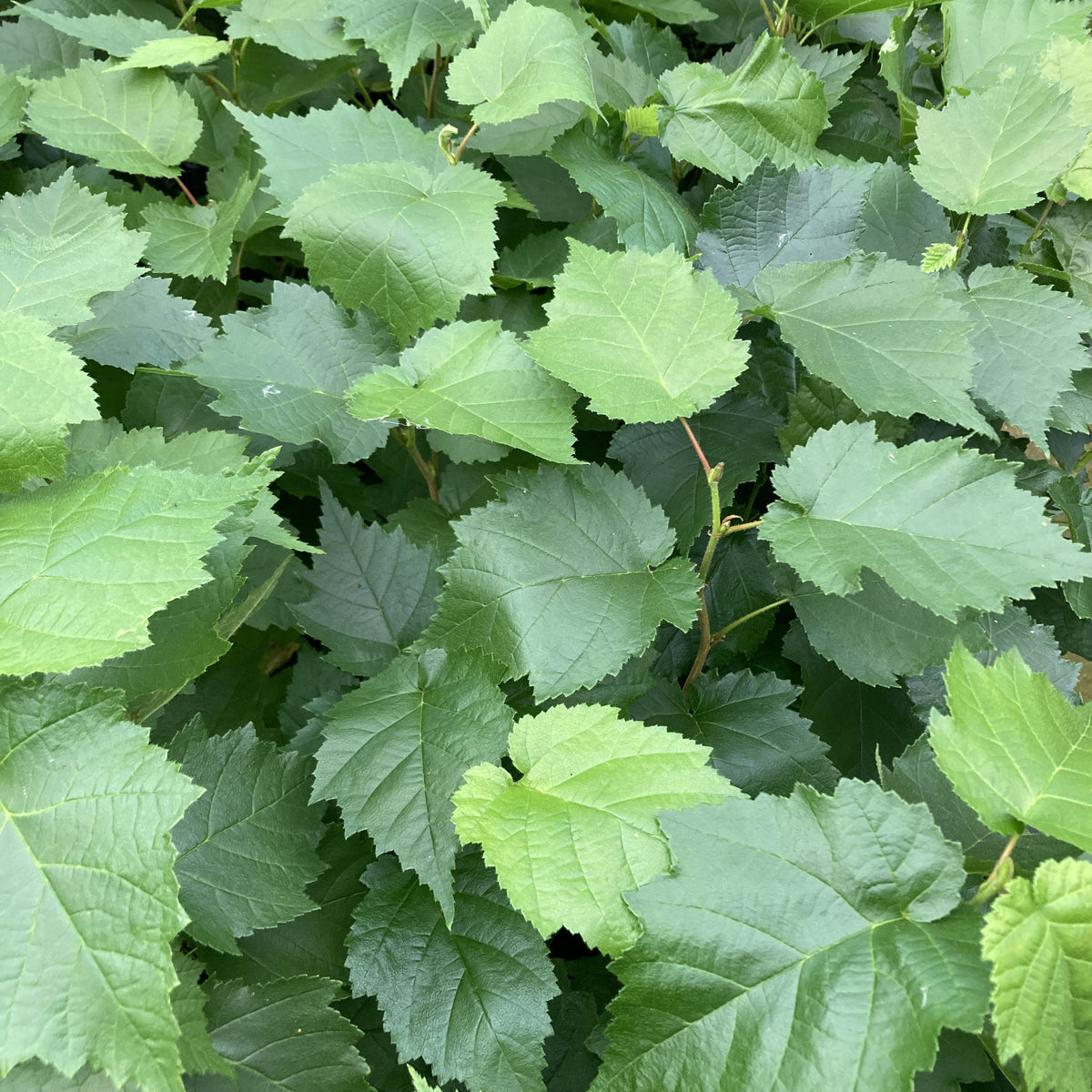 Turkish Hazel (corylus colurna)