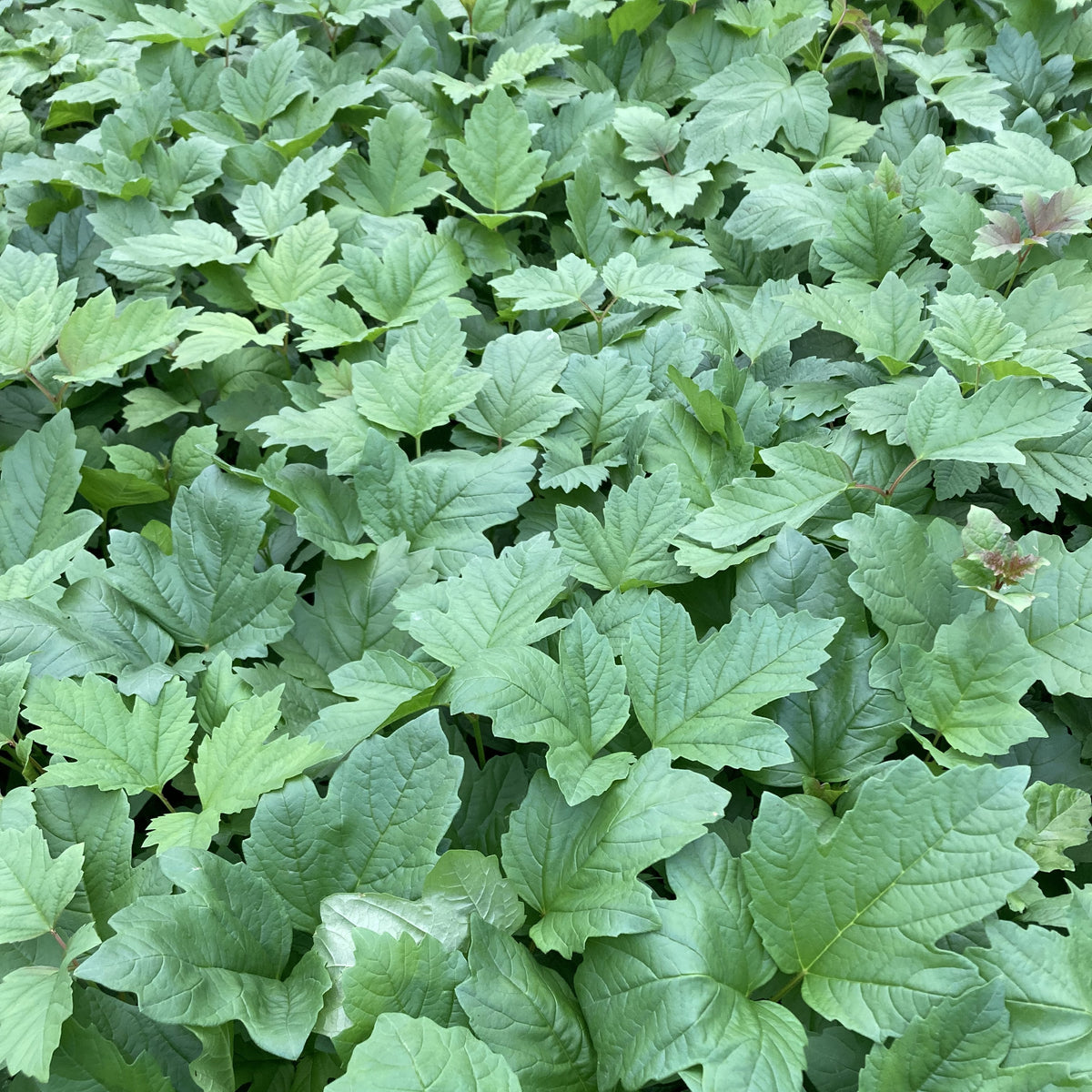 Guelder Rose (viburnum opulus)