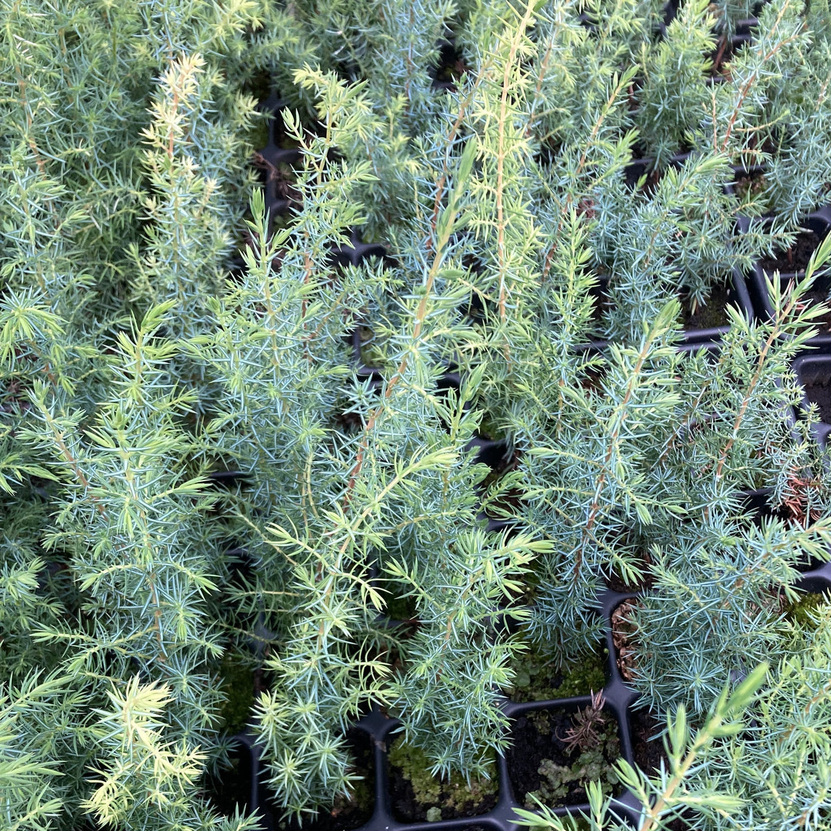 Juniper (juniperus communis)
