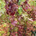 Liquidambar (liquidambar styraciflua)