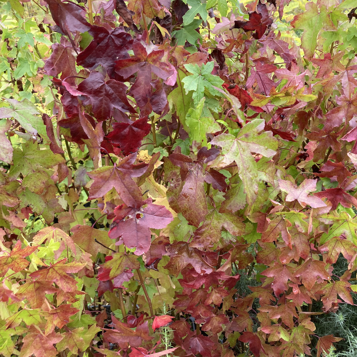 Liquidambar (liquidambar styraciflua)
