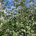 White Poplar (populus alba)