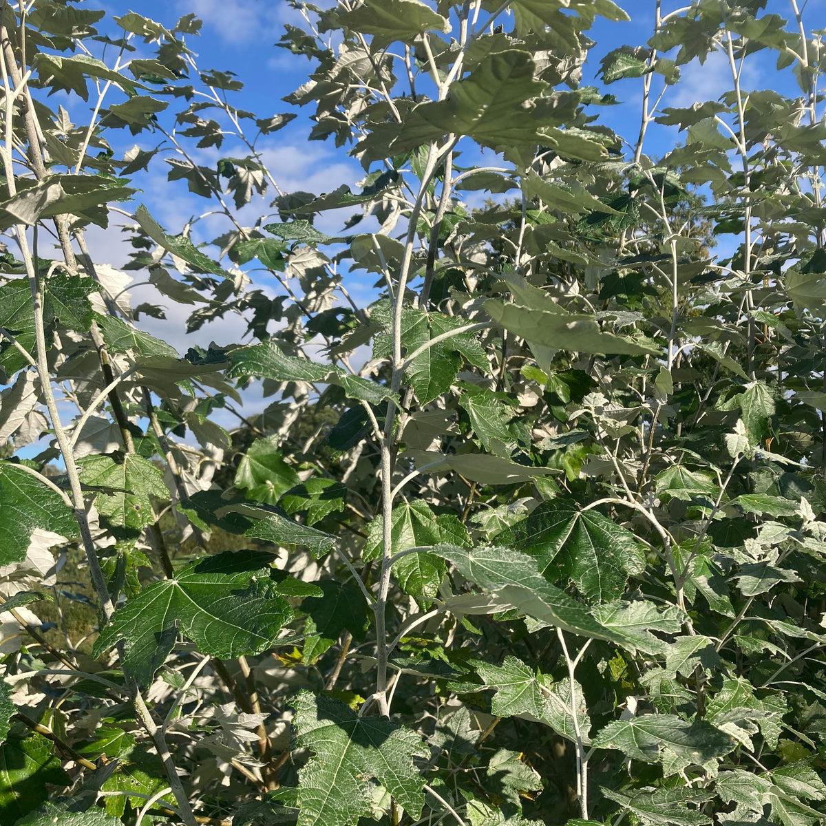 White Poplar (populus alba)
