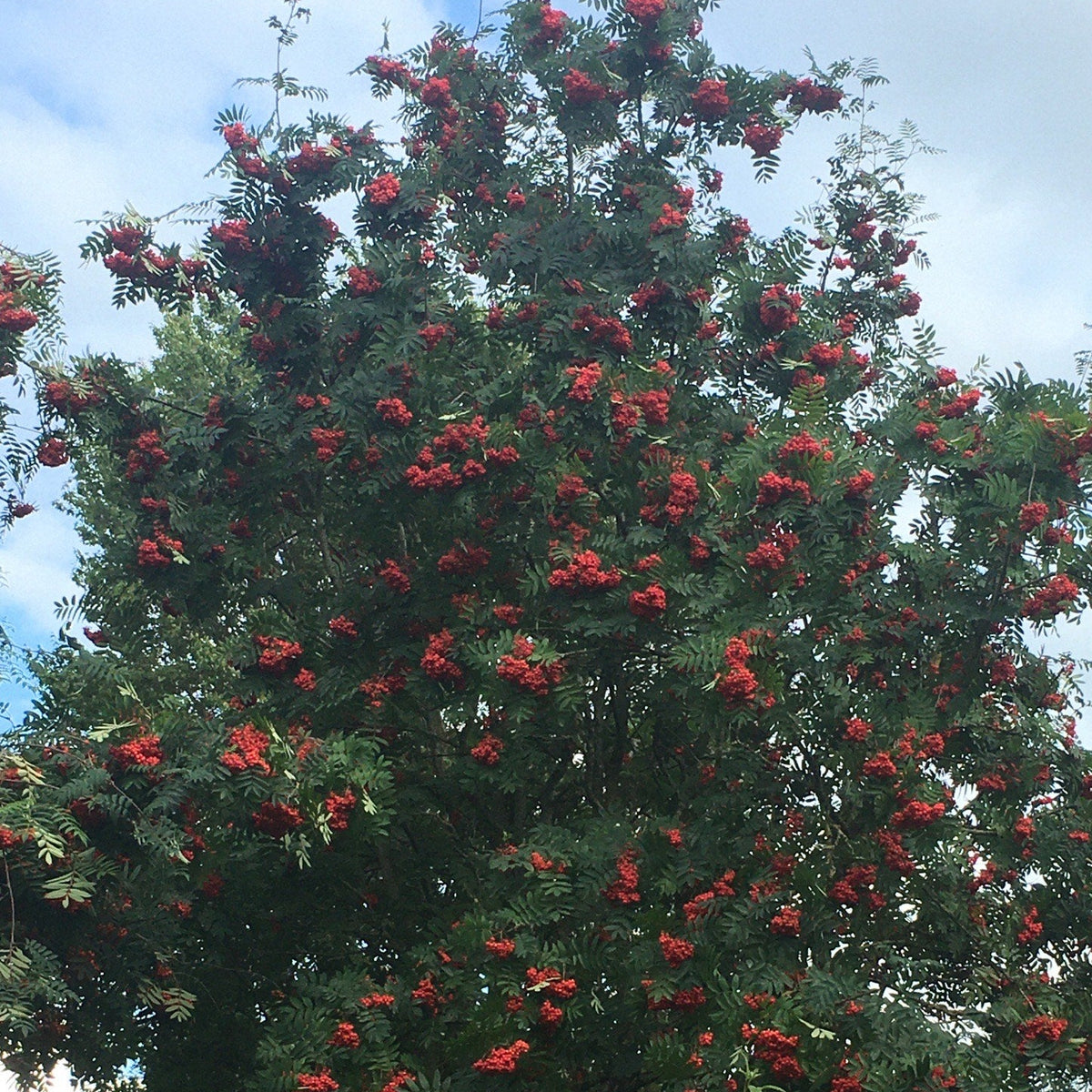 Rowan / Mountain Ash (sorbus aucuparia) Feathered Tree
