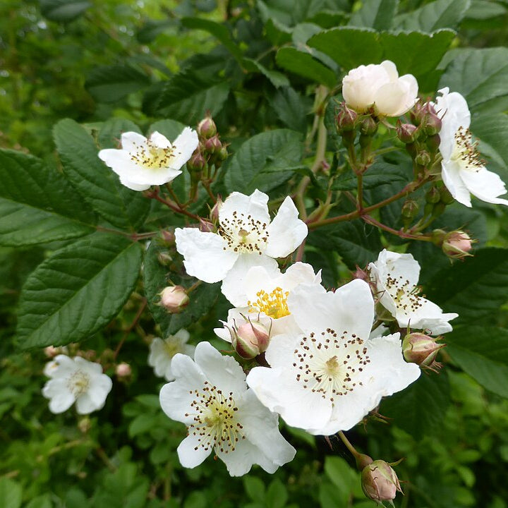 Field Rose (rosa arvensis)