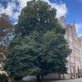 Large Leaved Lime (tilia platyphyllos)