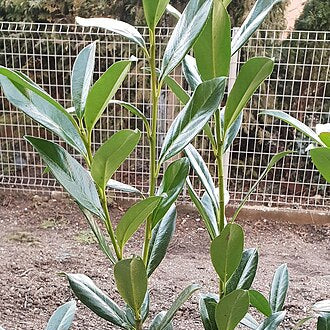 Cherry Laurel 'Caucasica' (prunus laurocerasus 'Caucasica')
