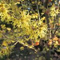 Virginian Witch Hazel (hamamelis virginiana)