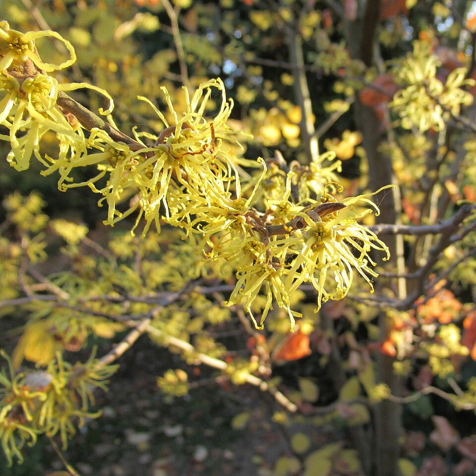 Virginian Witch Hazel (hamamelis virginiana)