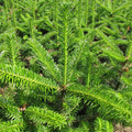 Nordmann Fir (abies nordmanniana)