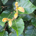 Oriental Beech (fagus orientalis)