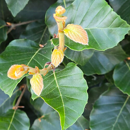 Oriental Beech (fagus orientalis)