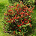 Japanese Quince (chaenomeles Japonica)