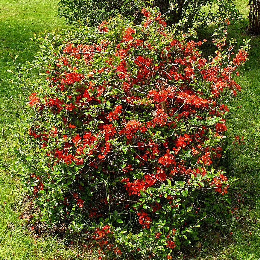 Japanese Quince (chaenomeles Japonica)
