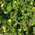 Shrubby Cinquefoil 'Goldfinger' (potentilla fruticosa 'Goldfinger')