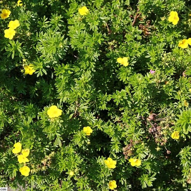 Shrubby Cinquefoil 'Goldfinger' (potentilla fruticosa 'Goldfinger')