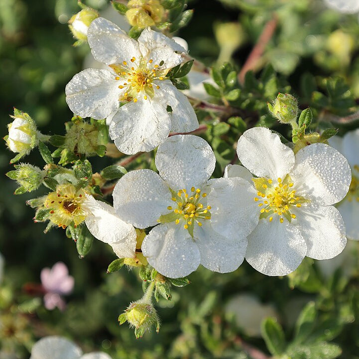 Shrubby Cinquefoil 'Abbotswood' (potentilla fruticosa 'Abbotswood')