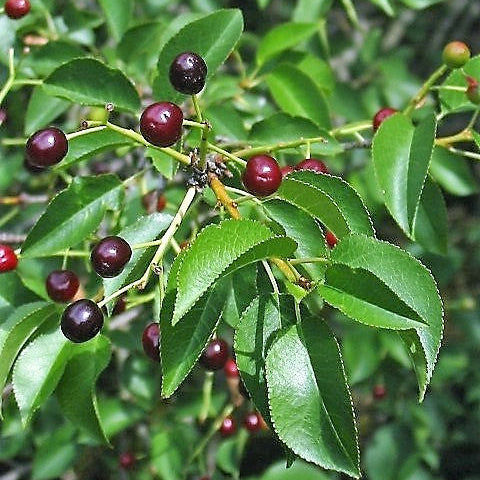 St. Lucie Cherry (prunus maheleb)