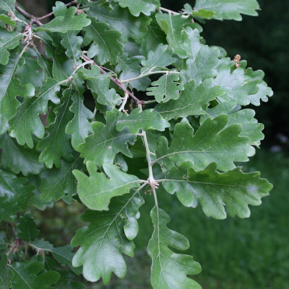 Downy Oak (quercus pubescens)