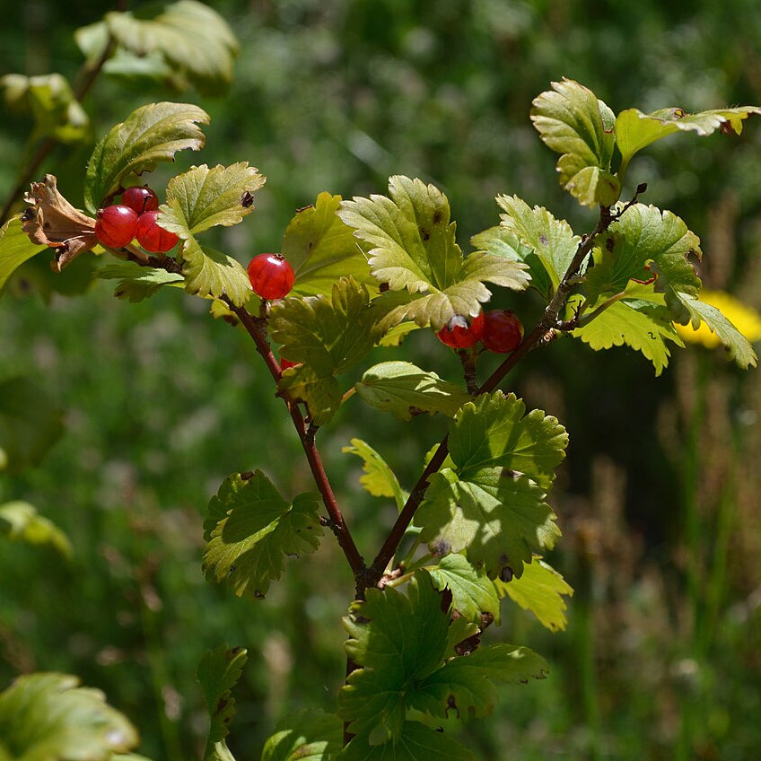 Alpine Currant (ribes alpinum)