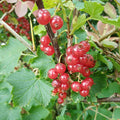 Wild Red Currant (ribes rubrum)