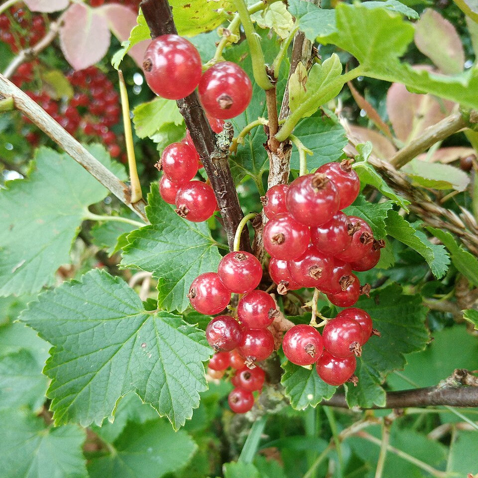 Wild Red Currant (ribes rubrum)
