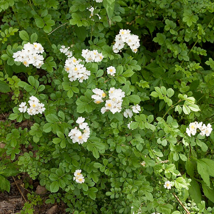 Multiflora Rose (rosa multiflora)