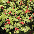 Sweet Briar (rosa rubiginosa)