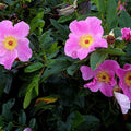 Virginian Rose (rosa virginiana)