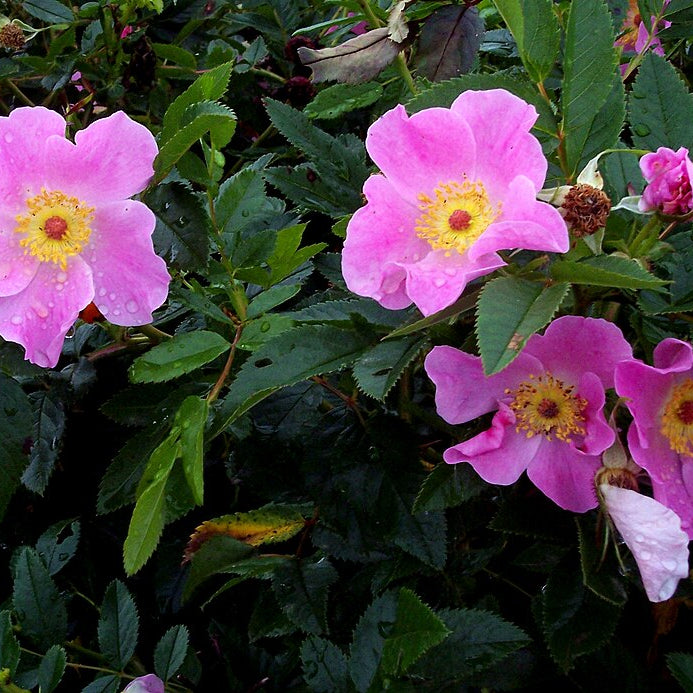 Virginian Rose (rosa virginiana)