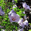 Rose of Sharon (hibiscus syriacus)