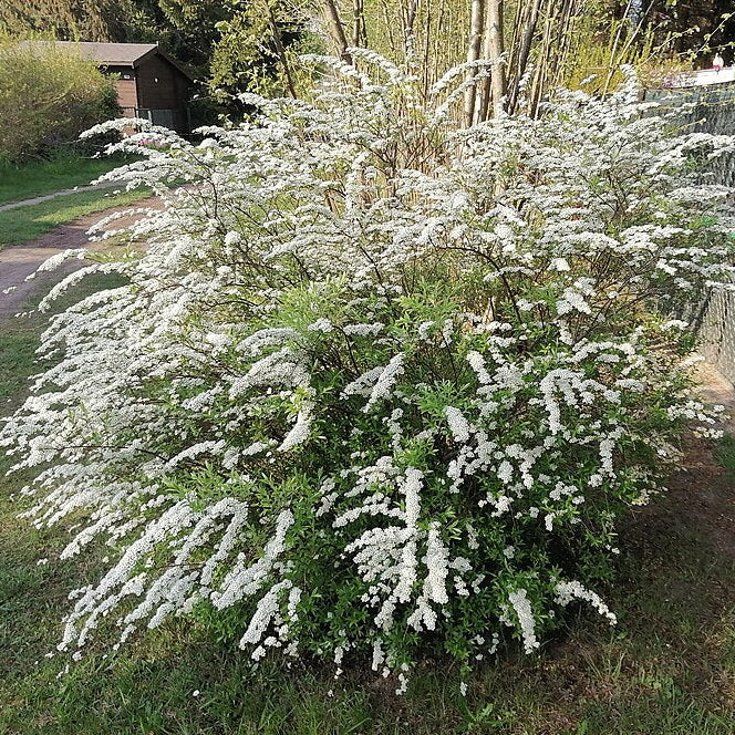 Bridal Wreath Spiraea (spiraea arguta)