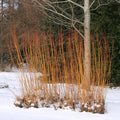 Scarlet Willow (salix alba 'Chermesina')