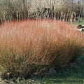Purple Willow (salix purpurea)
