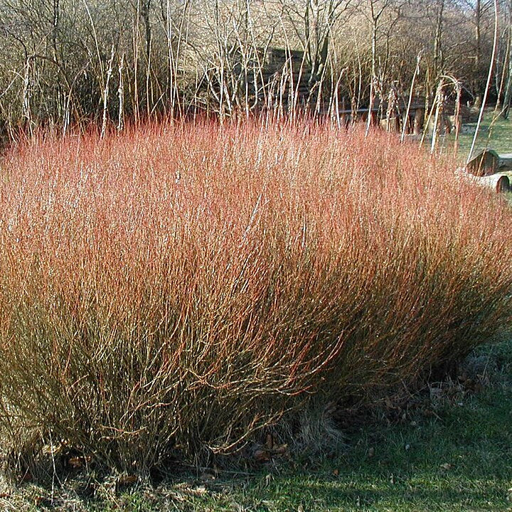 Purple Willow (salix purpurea)